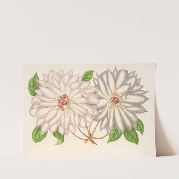 Clematis patens by Charles Antoine Lemaire