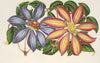 Clematis patens (var. atropurpurea et violacea)