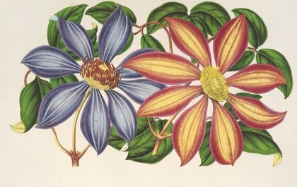 Clematis patens (var. atropurpurea et violacea)