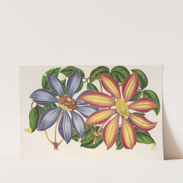 Clematis patens (var. atropurpurea et violacea) by Charles Antoine Lemaire