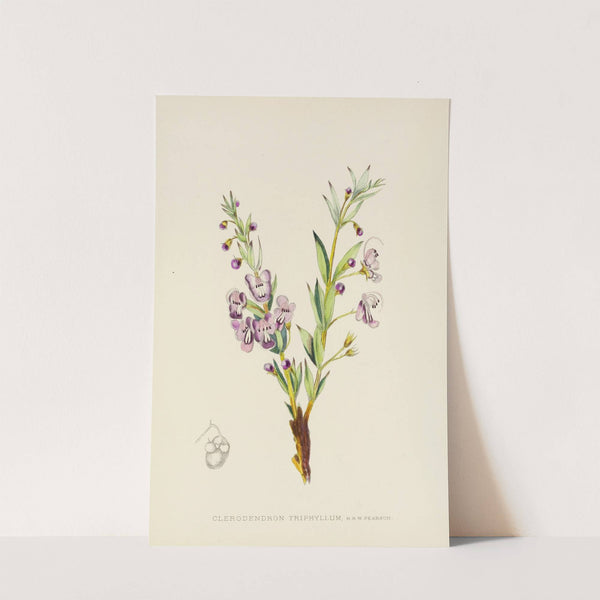 Clerodendron Triphyllum by Illtyd Buller Pole-Evans