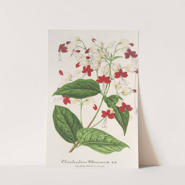 Clerodendrum Thomsonæ by Charles Antoine Lemaire