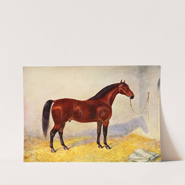 Cleveland Bay Stallion, Sultan by Frank Babbage