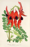 Clianthus Dampieri