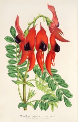 Clianthus Dampieri