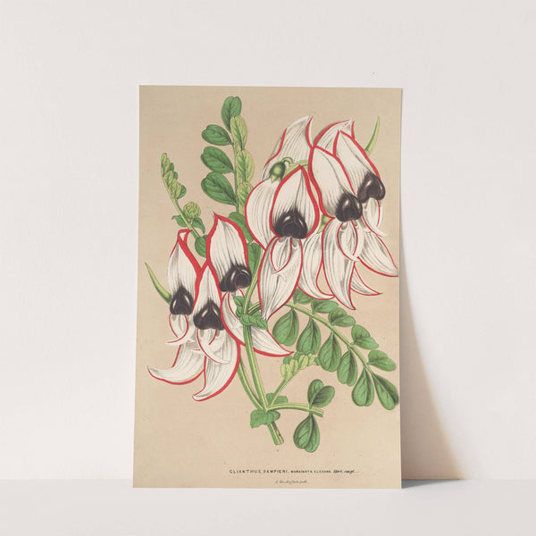 Clianthus Dampieri (v. flore albo rubro-marginato) by Charles Antoine Lemaire