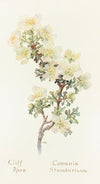 Cliff Rose
