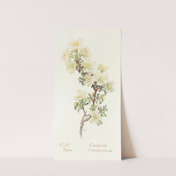 Cliff Rose by Margaret Armstrong