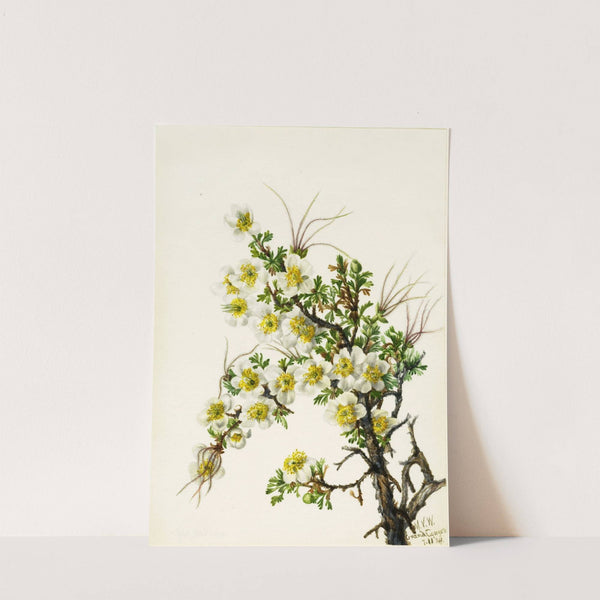 Cliffrose (Cowania stanshuriana) (1934) by Mary Vaux Walcott