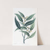 Climbing Pothos by Sydenham Edwards