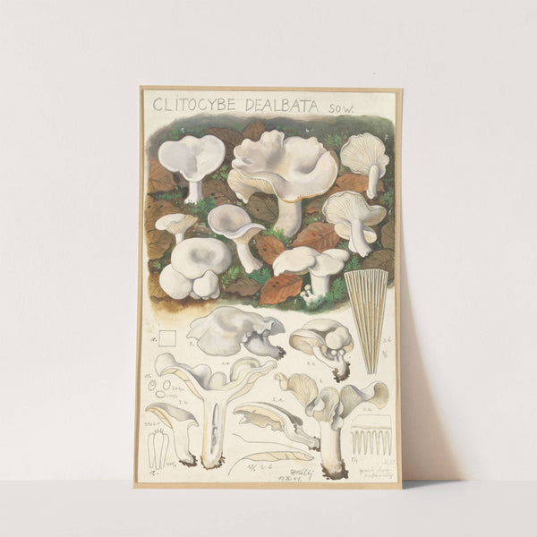 Clitocybe dealbata (1915-1945) by Hans Walty