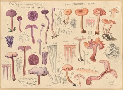 Clitocybe laccara (1915-1945)