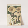 Clitocybe mebularis (1915-1945) by Hans Walty