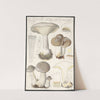 Clitocybe nebularis Batsch 2 (1915-1945) by Hans Walty