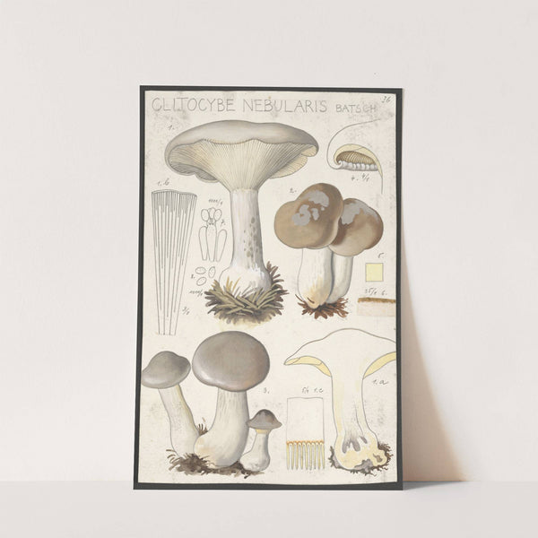 Clitocybe nebularis Batsch 2 (1915-1945) by Hans Walty