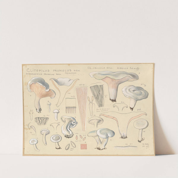 Clitopilus prunulus Quélet. (1915-1945) by Hans Walty