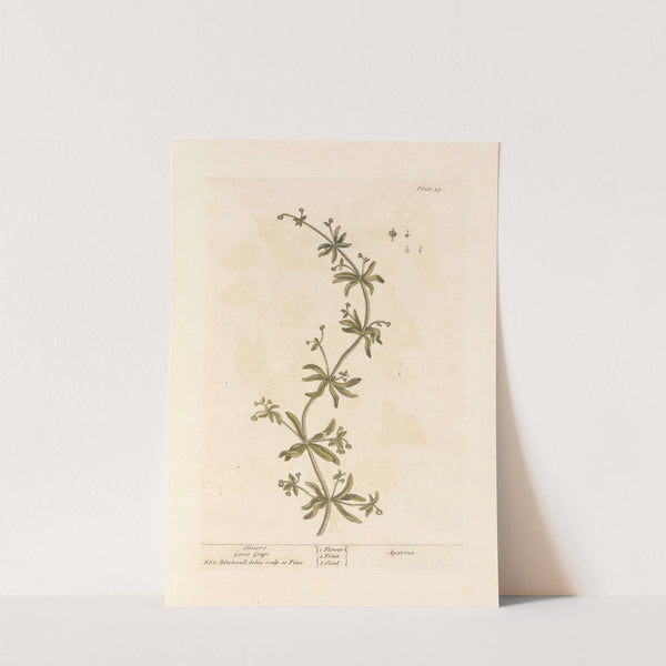 Clivers; Goose grass by Elizabeth Blackwell