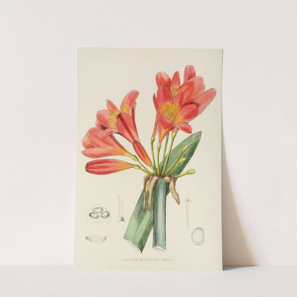 Clivia Miniata by Illtyd Buller Pole-Evans