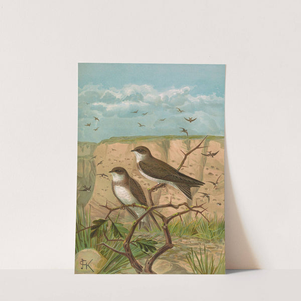 Clivicola riparia by Johann Friedrich Naumann