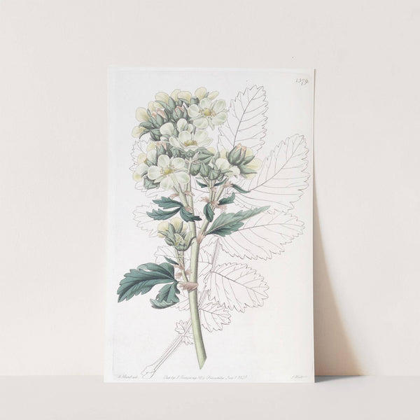 Close-flowered potentilla by Sydenham Edwards