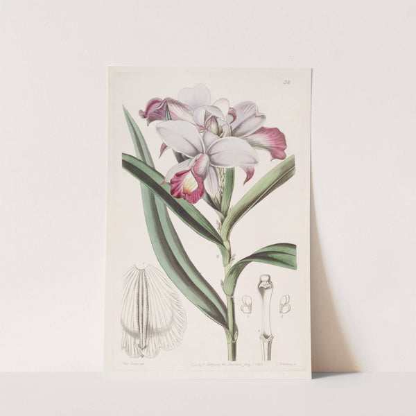 Close-flowered Reedorchis by Sydenham Edwards