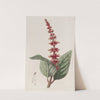 Close-flowered Sage by Sydenham Edwards