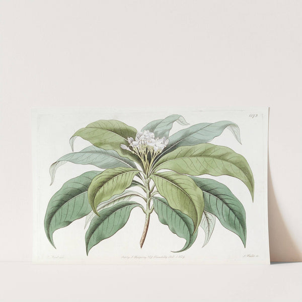 Close-flowered Tabernaemontana by Sydenham Edwards