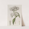 Close-headed Stevia by Sydenham Edwards