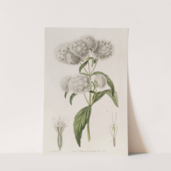 Close-headed Stevia by Sydenham Edwards