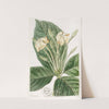 Cloth-leaved Gardenia by Sydenham Edwards
