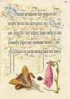 Cloth-of-Gold Crocus, Beetle, and Foxglove