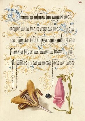Cloth-of-Gold Crocus, Beetle, and Foxglove