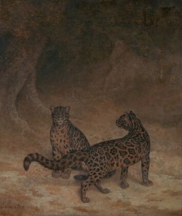 Clouded Leopards