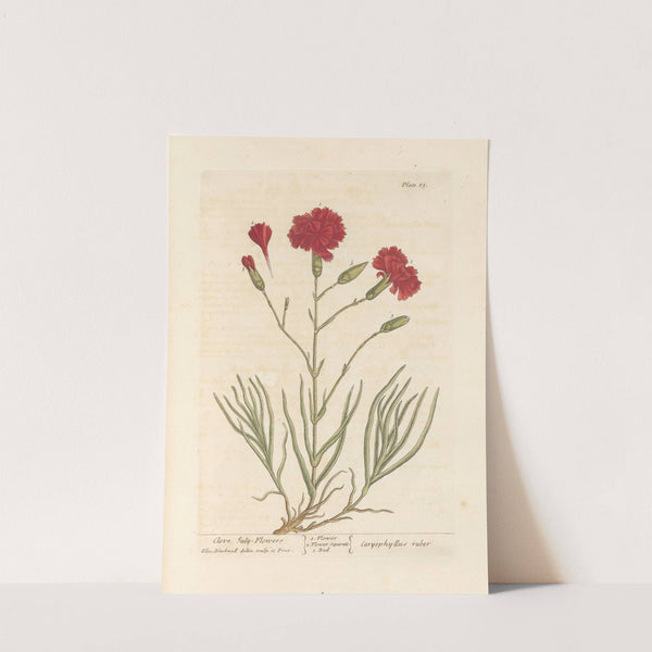 Clove July-flowers by Elizabeth Blackwell