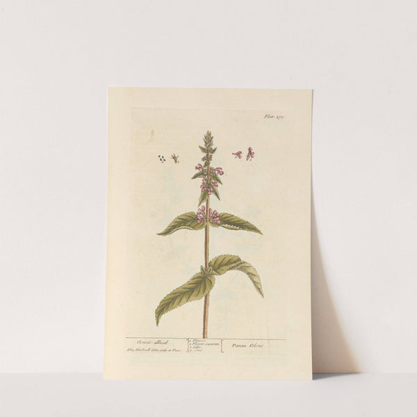 Clown's-allhead by Elizabeth Blackwell