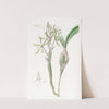 Club-stemmed Epidendrum by Sydenham Edwards