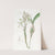 Club-stemmed Epidendrum by Sydenham Edwards