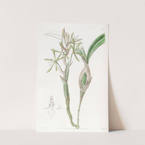 Club-stemmed Epidendrum by Sydenham Edwards