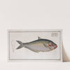 Clupea africana, The africain Herring. (1785-1797) by Marcus Elieser Bloch