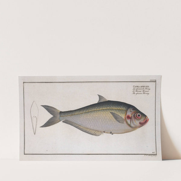 Clupea africana, The africain Herring. (1785-1797) by Marcus Elieser Bloch