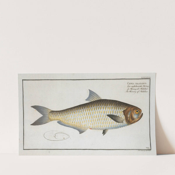 Clupea malabarica, The Herring of Malabar. (1785-1797) by Marcus Elieser Bloch