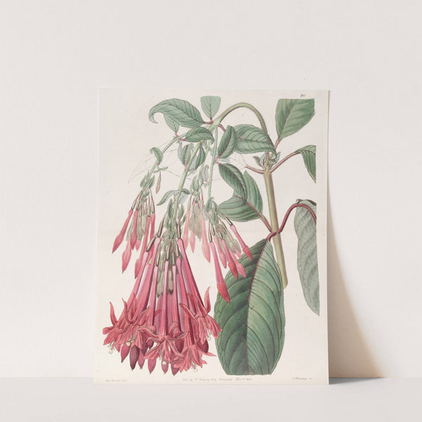 Cluster-flowered Fuchsia by Sydenham Edwards