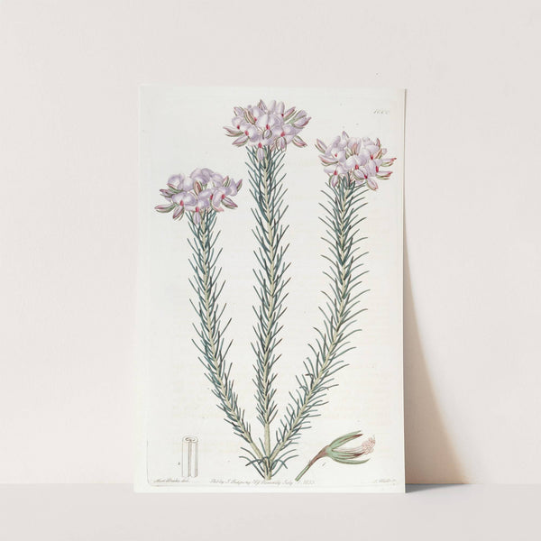 Clustered Burtonia by Sydenham Edwards