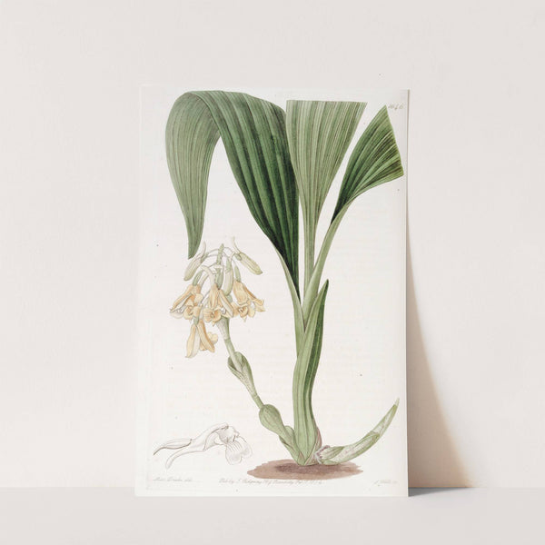 Clustered Calanthe by Sydenham Edwards