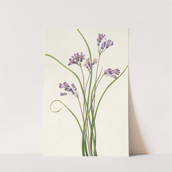 Clusterlily. Hookera pauciflora (1925) by Mary Vaux Walcott