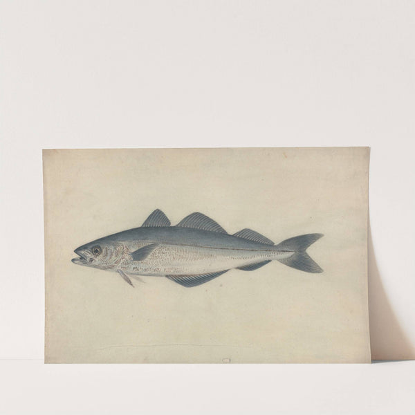 Coal Fish by James Sowerby