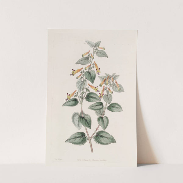 Coarse-haired Cuphea by Sydenham Edwards