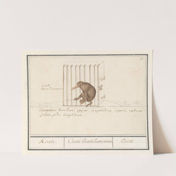 Coati (Nasua) Koati. Coati brasilianorum. Coati. (1596-1610) by Anselmus Boëtius de Boodt