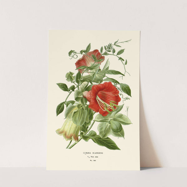 Cobaea Scandens (1896-1897) by Edward Step