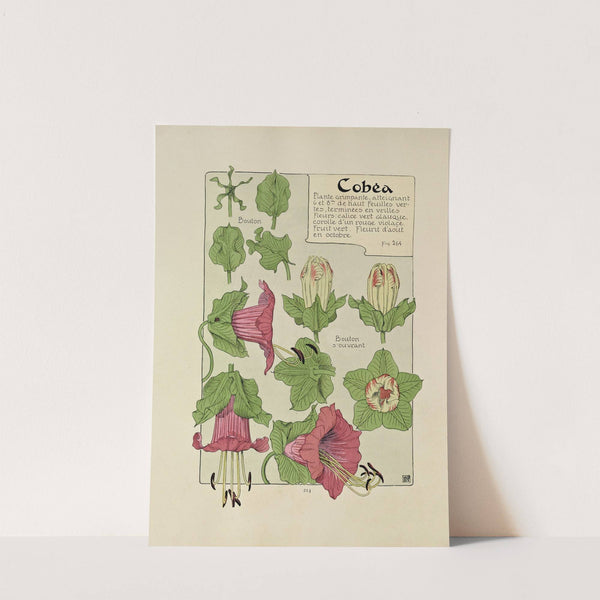 Cobea by Maurice Pillard Verneuil